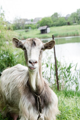 Obraz premium A single goat calmly grazes in the thick grass of a quiet meadow. Concept: Solitude in nature, rural peace, farm life.