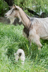 Obraz premium A goat with little goats grazing on a green meadow with thick grass. Farming concept. 