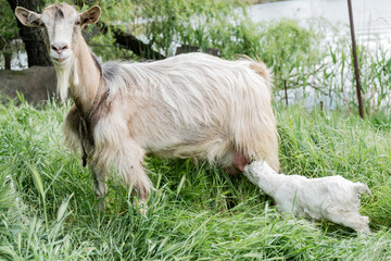 Obraz premium A goat nursing her newborn kids in a green meadow. A natural scene highlighting dairy farming, animal care, and sustainable agriculture.