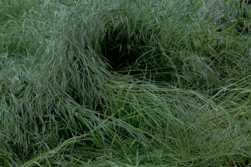 A peaceful, uncut meadow, a tranquil backdrop that connects the beauty of nature with the principles of responsible farming.