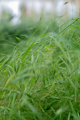 A peaceful, uncut meadow, a tranquil backdrop that connects the beauty of nature with the principles of responsible farming.