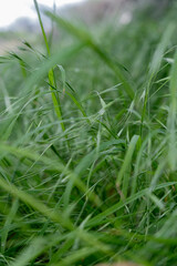 A peaceful, uncut meadow, a tranquil backdrop that connects the beauty of nature with the principles of responsible farming.