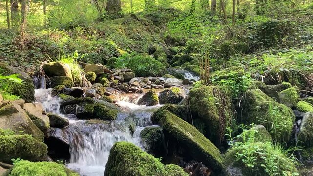 Babbling spring-fed brook winds its way through moss-covered stones in the Black Forest, 