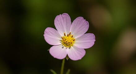 Obraz premium Detailed Macro Photography of a Vibrant Outdoor Flower Bloom