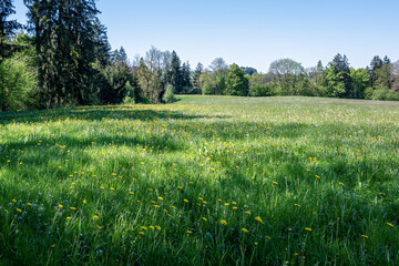 Weite grüne Wiese mit gelben Blüten und angrenzendem Wald unter blauem Himmel