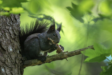 Schwarzes Eichhörnchen frisst Zapfen auf einem Ast