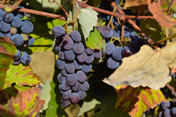 Hands cutting a bunch of ripe grapes with green garden pruners. Harvesting grapes in vineyard,...