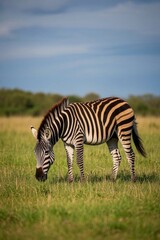 Naklejka premium zebra grazing in a field of grass with trees in the background