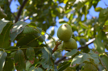 Close-up of a ripe walnut in green husk cracking open on a tree branch. Autumn harvest, organic farming, fresh nuts, natural background, healthy food concept.