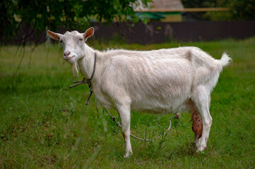 Fototapeta premium white goat