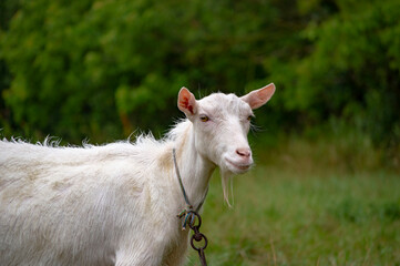 Obraz premium white goat on a meadow