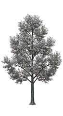 Monochrome Tree: Detailed 3D Render, Textured Branches