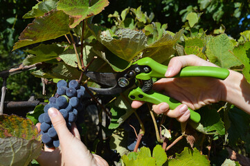 Hands cutting a bunch of ripe grapes with green garden pruners. Harvesting grapes in vineyard,...