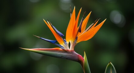 Striking Bird of Paradise Flower Displaying Vibrant Colors and Unique Structure