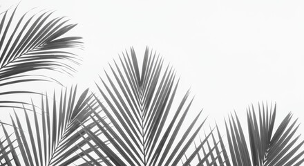 Obraz premium Monochrome Palm Leaves on White Background