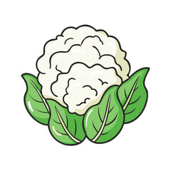 Illustration of fresh cauliflower vegetable healthy food raw vegetarian diet nutrition organic farm harvest
