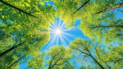 Obraz premium Sunlight streaming through the forest canopy.