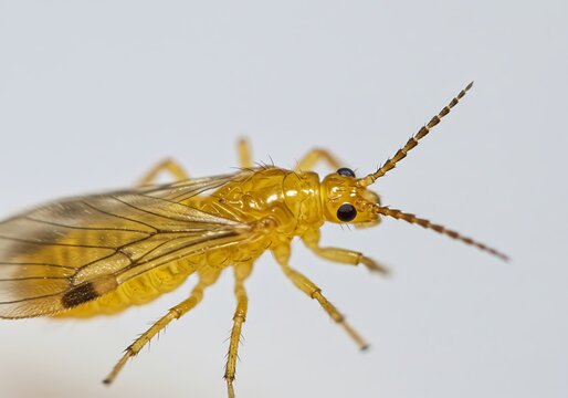 A close up shot of a yellow psocid insect with wings and antennae on a white background surface view