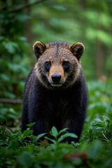 Fototapeta premium there is a brown bear that is standing in the grass