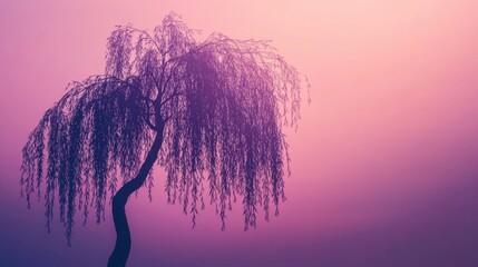 Weeping Willow Tree Silhouetted Against a Pink Sunset Sky