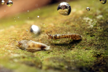 Black Fly larva (Simuliidae) underwater, attached to a rock in fast flowing water, filter feeding,...