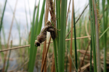 Spiny Baskettail dragonfly (Epitheca spinigera), emerging from the nymph life stage to the adult stage, early in process and not yet free from the nymphal shuck, macro close-up. 