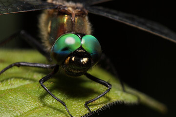 American Emerald dragonfly (Cordulia shurtleffii), close up of the head and eyes, extreme macro. 