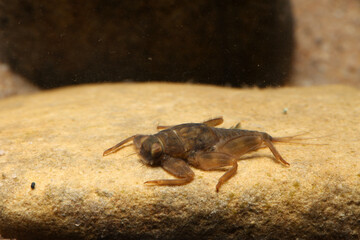 Mayfly nymph (Drunella doddsii) underwater, using its flattened body and ventral sucker to cling to a rock in fast current, macro close-up. 