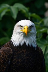 Obraz premium there is a bald eagle that is standing in front of some leaves