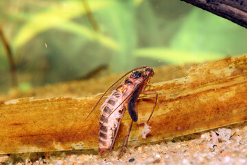 Caddisfly pupa (Limnephilidae) underwater, shortly after cutting its way out of its case and preparing to rise to the surface to emerge, macro close-up. 