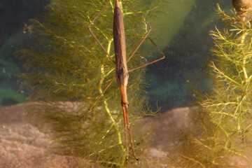 Adult Water Scorpion (Ranatra fusca) underwater, resting on some aquatic vegetation, macro close-up, landscape shot. 
