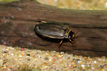 Adult Predaceous Diving Beetle (Colymbetes sp.) underwater, resting on a dead stick, macro close-up. 