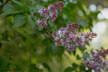 Purple lilac trees. Close-up shot