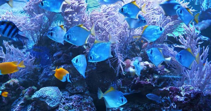 Beautiful fishes swim in large aquarium, view through the glass of aquarium