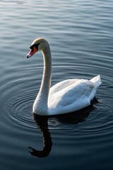 Fototapeta premium there is a white swan swimming in the water with a red beak