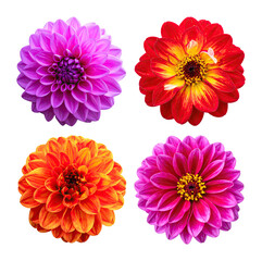 Vibrant Flower Tapestry with Petals of Every Hue and Shape, Isolated on Transparent Background