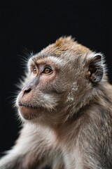 Obraz premium there is a monkey that is looking up at something