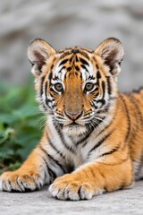 Obraz premium there is a tiger cub that is laying down on the ground