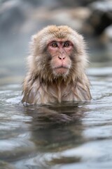 Obraz premium araffe in the water with its head above the water