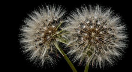 Two dandelion seed heads close-up