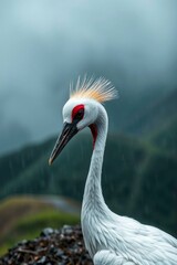 Obraz premium Standing Sarus Crane Close-up Portrait on a Rainy and Misty Day