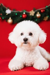 there is a white dog sitting on a red surface with a christmas wreath