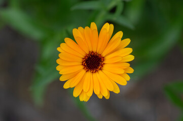 Calendula officinalis common pot marigold bright orange flower in bloom, beautiful medical flowering plant