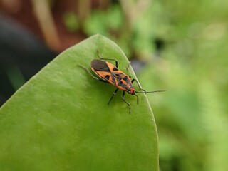 Oncopeltus fasciatus, known as the large milkweed bug, is a medium-sized hemipteran of the family...
