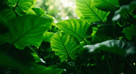 Obraz premium Lush green leaves, sunlight filtering through (1)