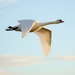 Obraz premium Birds in airs 