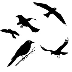 Fototapeta premium Flight of Shadows AI Generated