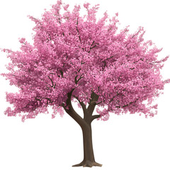 Obraz premium Pink cherry blossom tree in full bloom