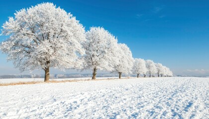 Fototapeta premium Frosty winter trees on snowy field