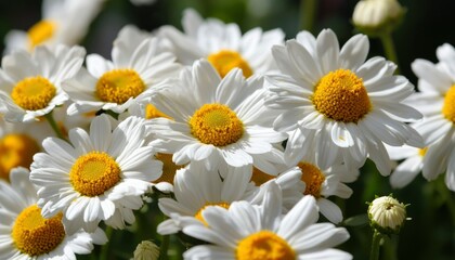 Obraz premium White daisies close-up